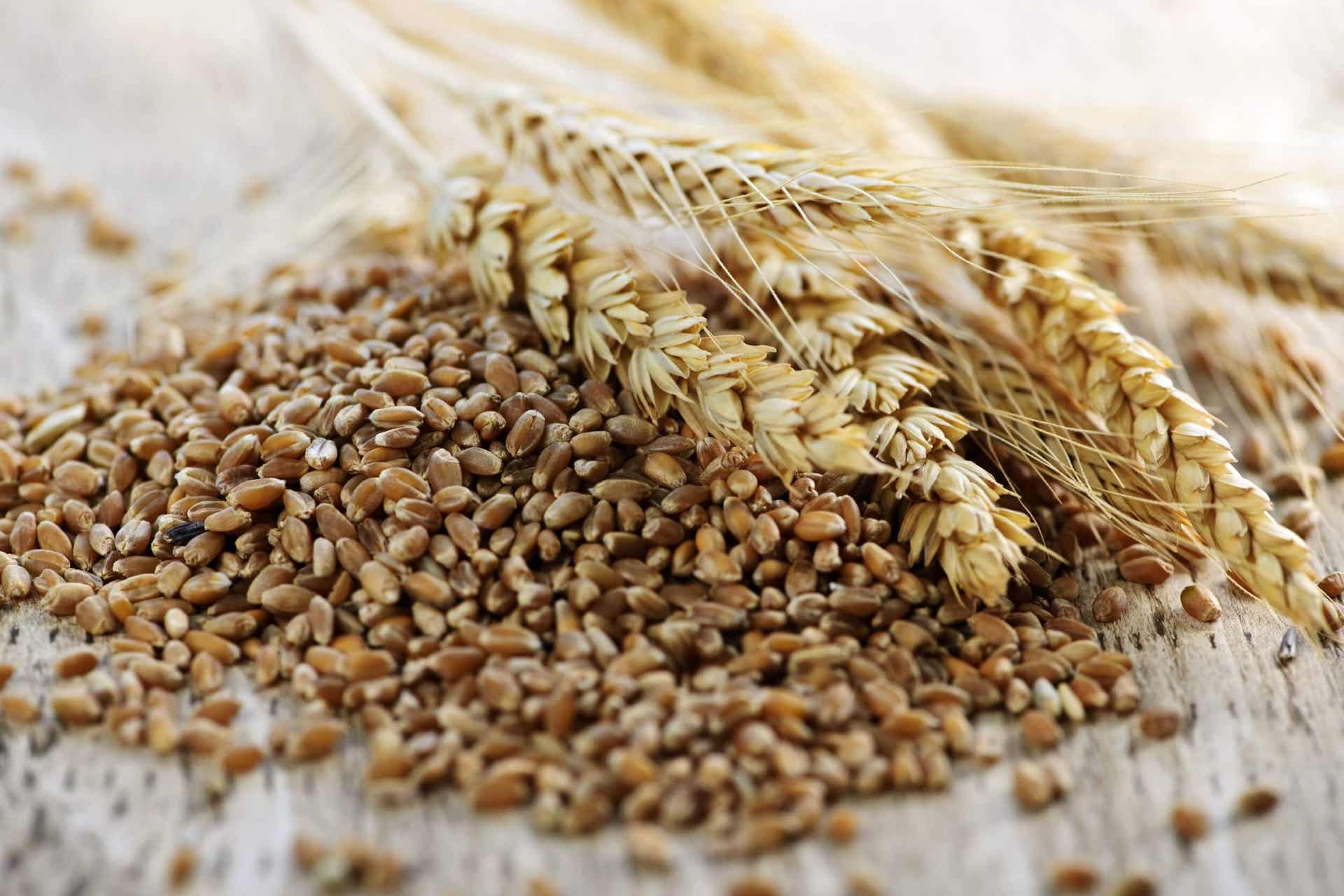 Le blé n'est pas une céréale cétogène.