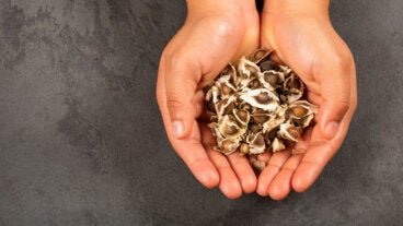 ¿Las semillas de moringa ayudan a adelgazar?