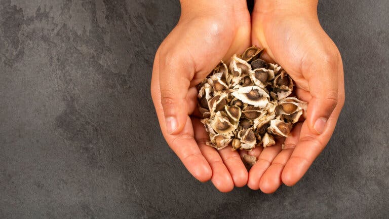 ¿Las semillas de moringa ayudan a adelgazar?