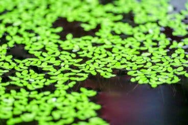 Lenteja de agua mankai: ¿cuáles son sus beneficios?