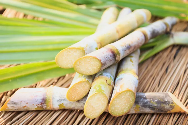 Caña de azúcar: valor nutricional y propiedades