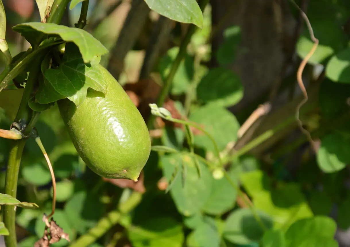 finger lime