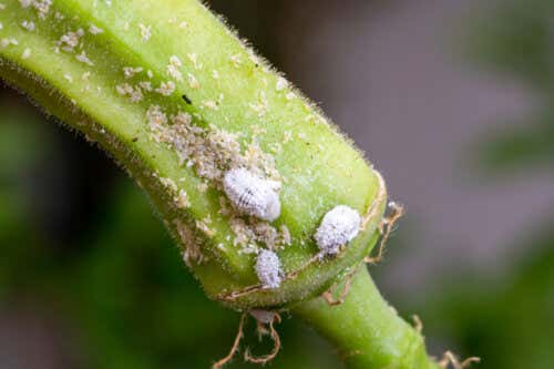 Cómo eliminar la cochinilla algodonosa de tus plantas