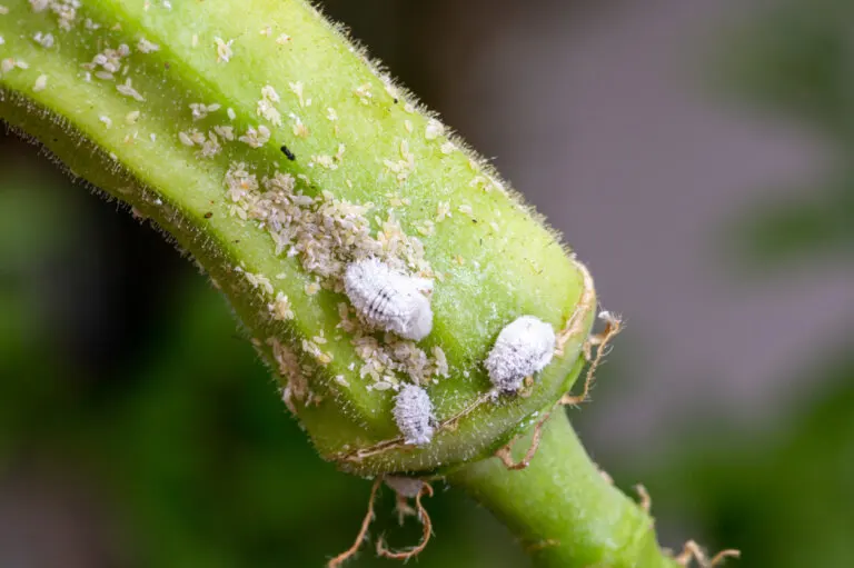 Cómo eliminar la cochinilla algodonosa de tus plantas