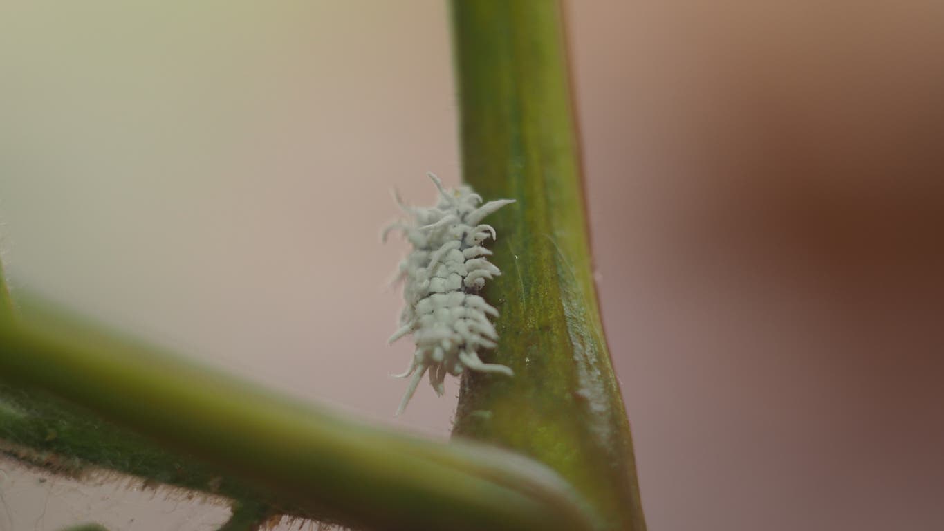 Cryptolaemus montrouzieri.