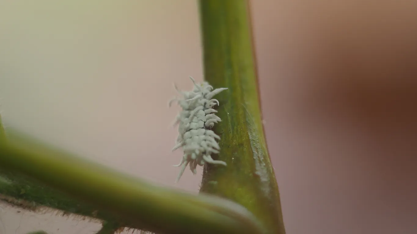 Cryptolaemus montrouzieri.