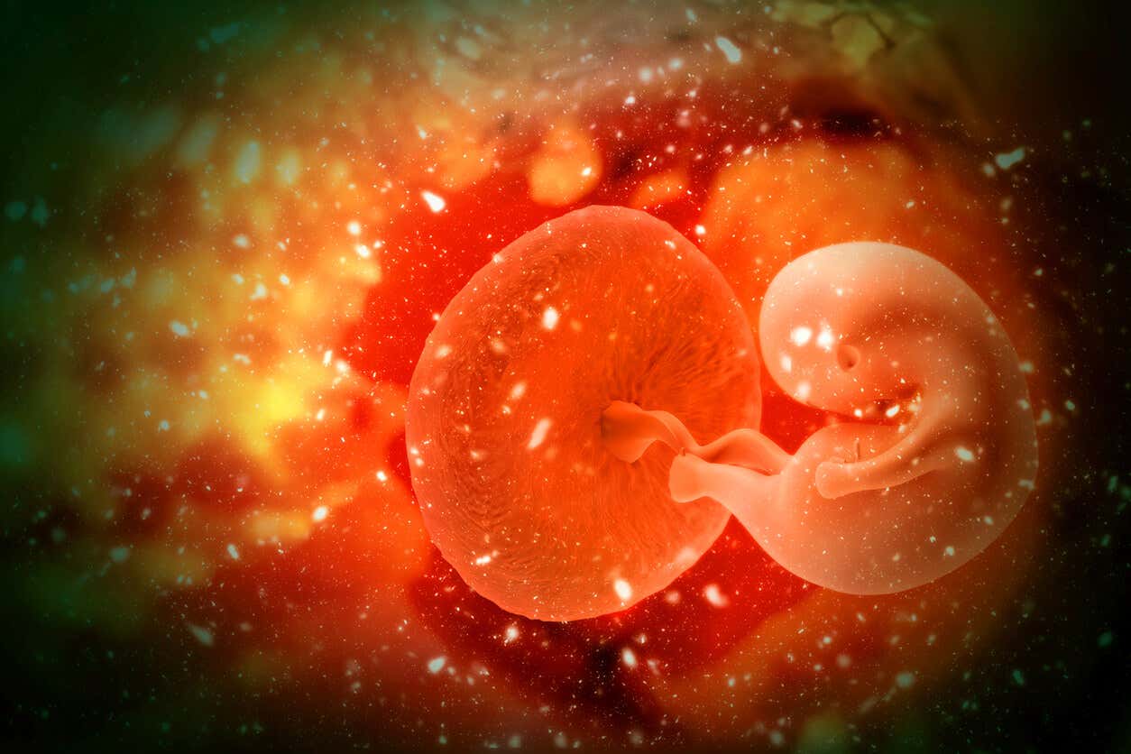 ¿Qué es la adopción de embriones y cuáles son sus ventajas?