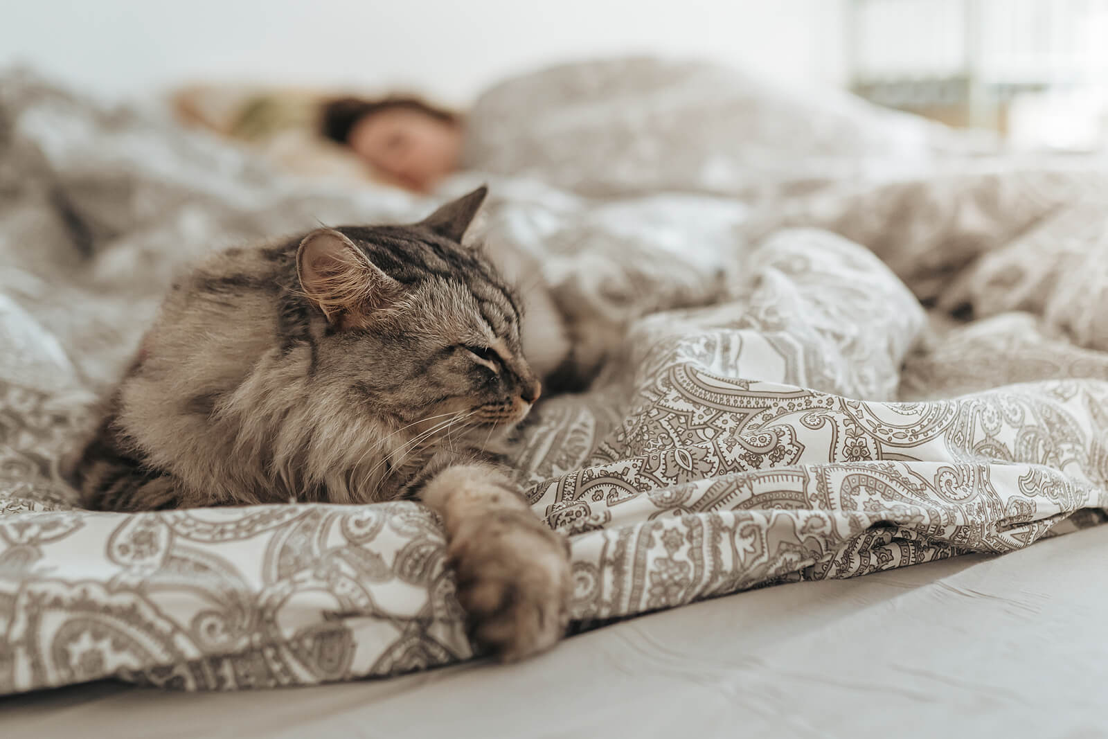 Dormir avec des chats a des points positifs