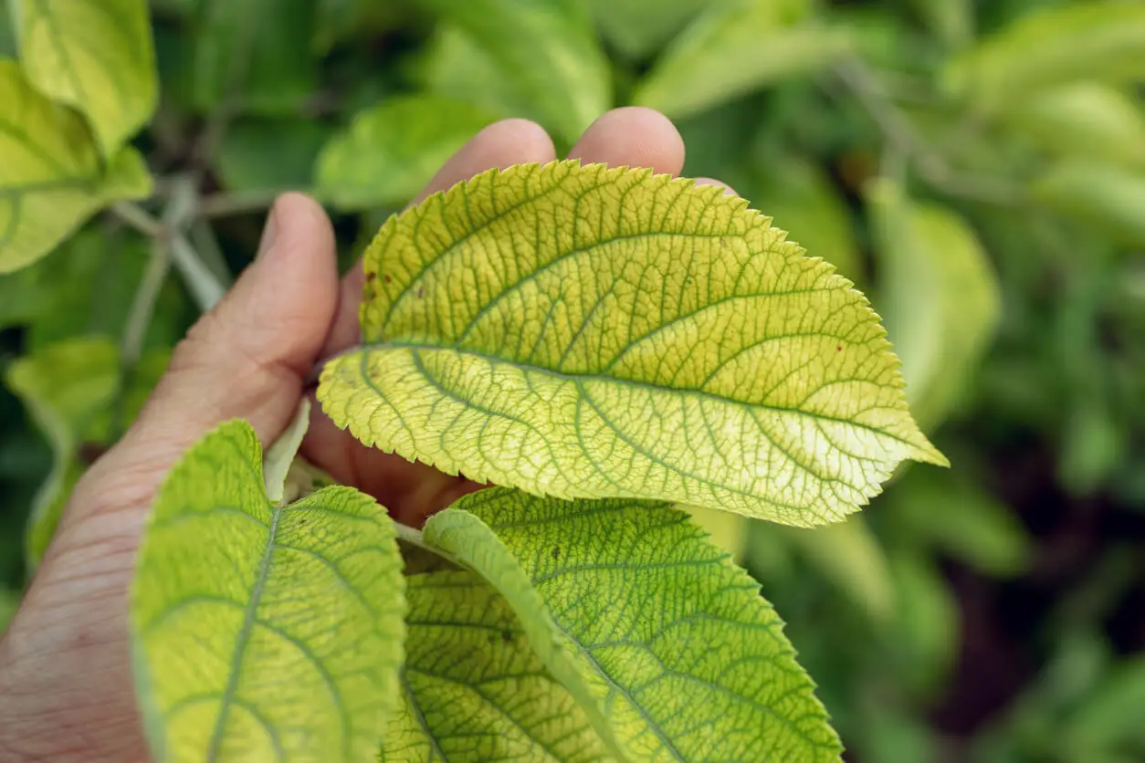 Folhas amarelas devido à falta de ferro na planta.