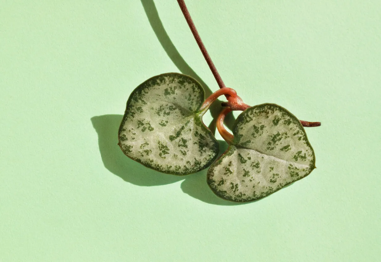 Feuille de Ceropegia woodii.