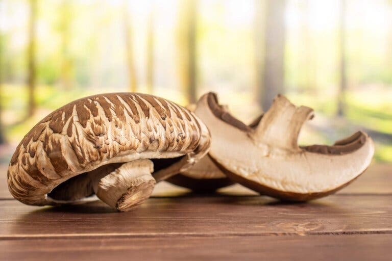Hongos cremini: valor nutricional y beneficios