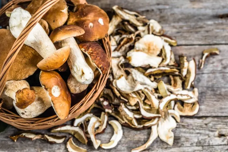 ¿Qué son los hongos porcini y cómo se usan en la cocina?