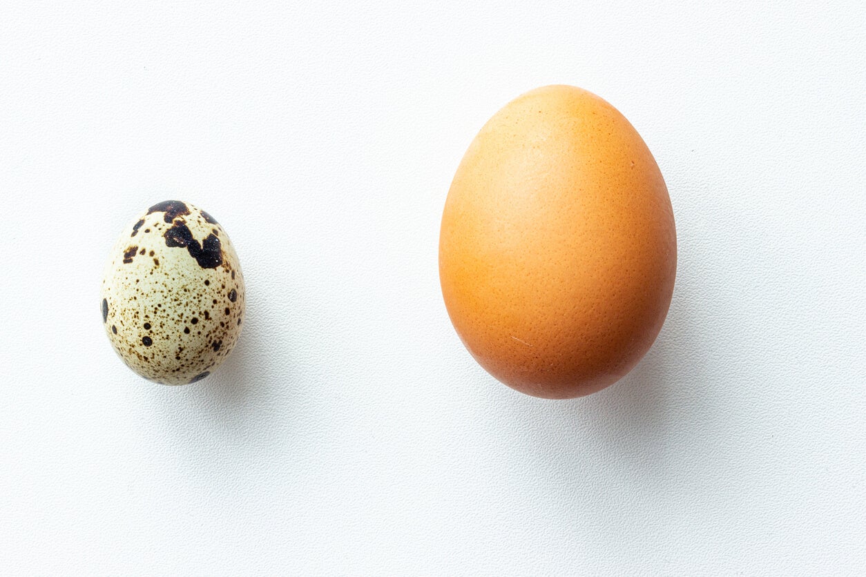 Comparación entre huevo de codorniz y huevo de gallina.