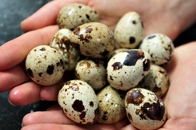 Huevos de codorniz: valor nutricional y beneficios