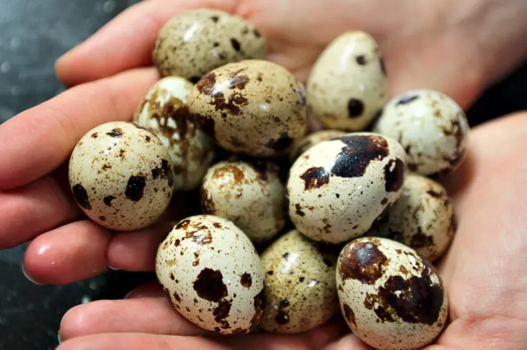 Huevos de codorniz: valor nutricional y beneficios