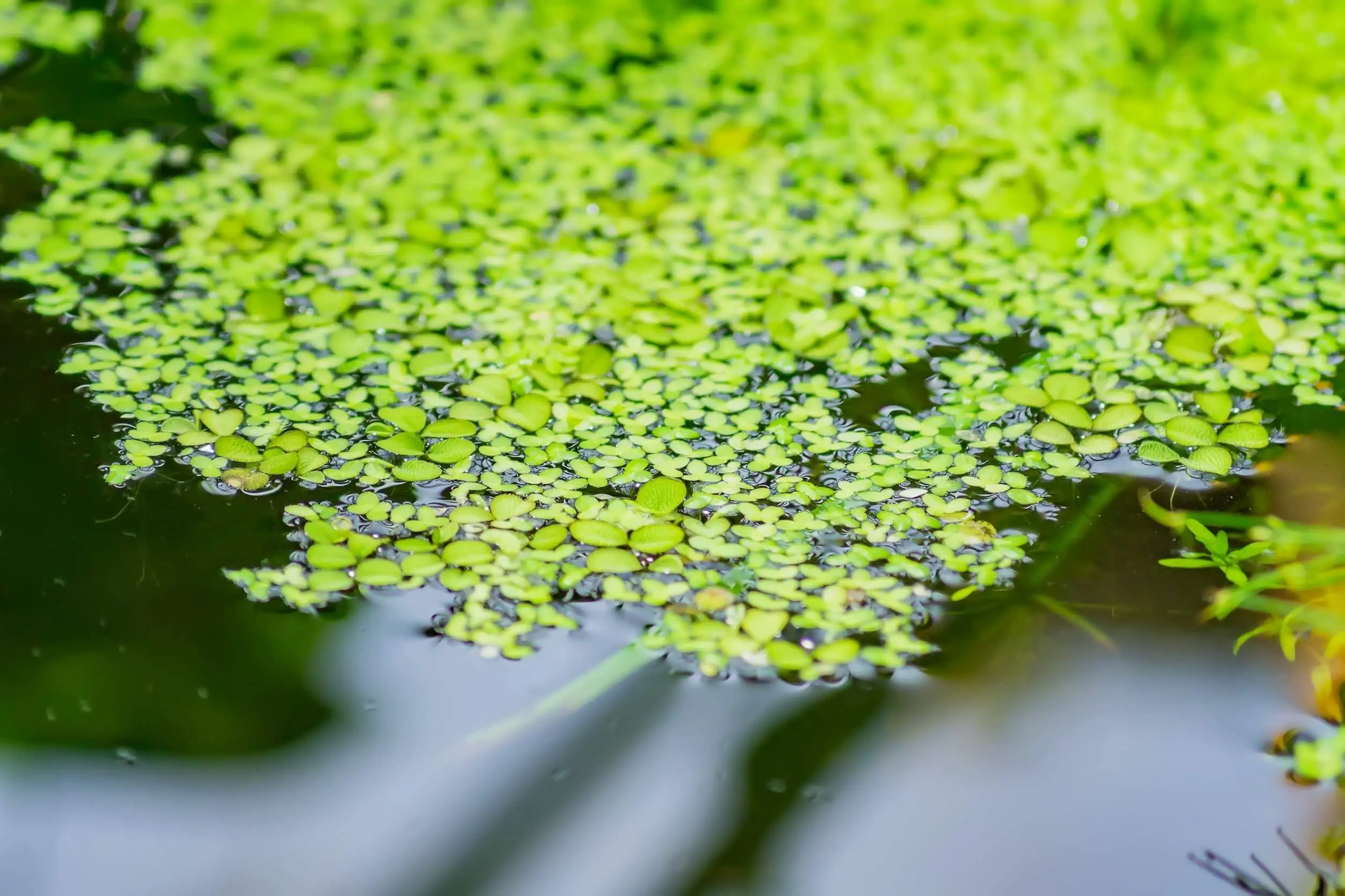 La lentille d'eau Mankai est disponible sur le marché