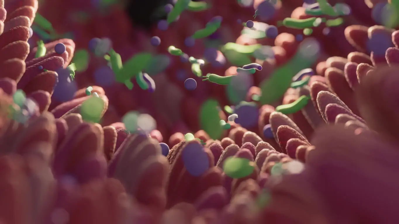Microbiote intestinal.