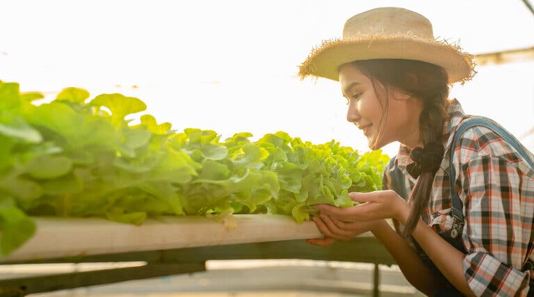 8 consejos para tener un cultivo hidropónico y no fallar en el intento