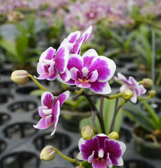 Orquídeas Dendrobium: cultivo y cuidados - Mejor con Salud