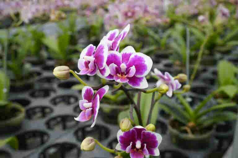 Orquídeas Dendrobium: cultivo y cuidados