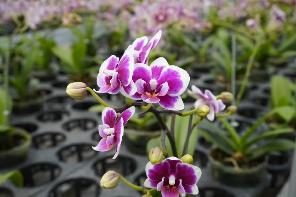Orquídeas Dendrobium: cultivo y cuidados - Mejor con Salud