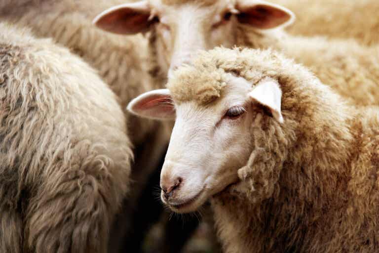 Leche de oveja: propiedades, beneficios y valor nutricional