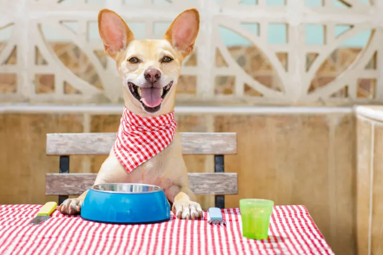 ¿Con qué frecuencia lavas el plato de tu perro?