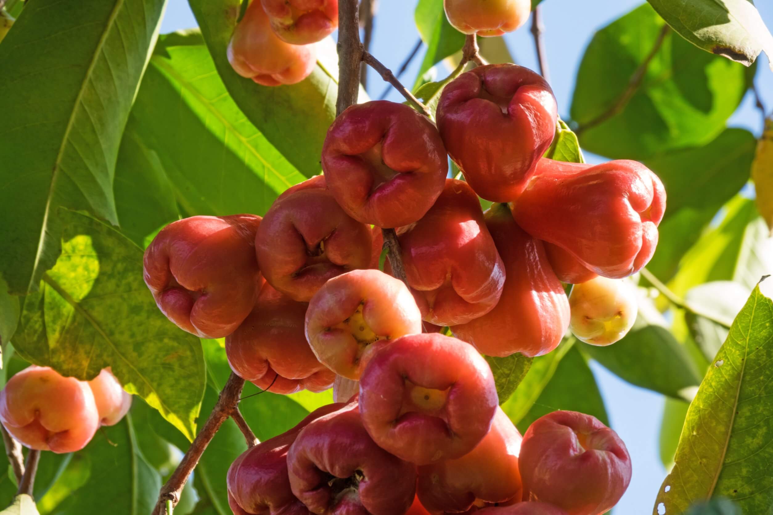 Pomarrosa caracteristicas propiedades y beneficios Mejor con Salud