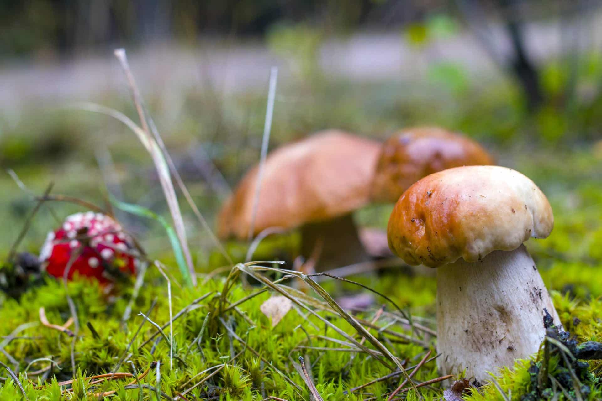Portobello-Pilze - Pilze im Wald