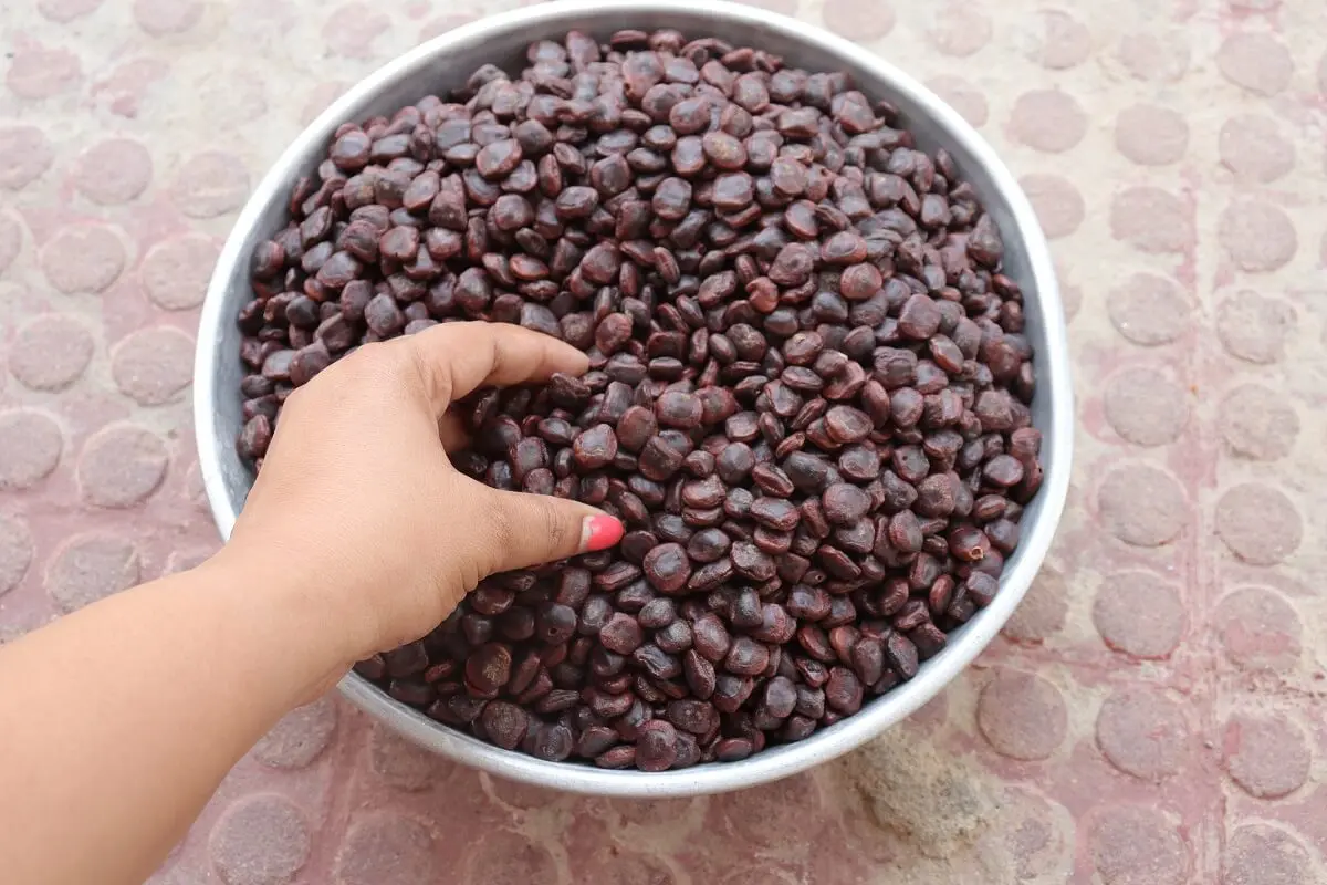 Tamarind seeds.