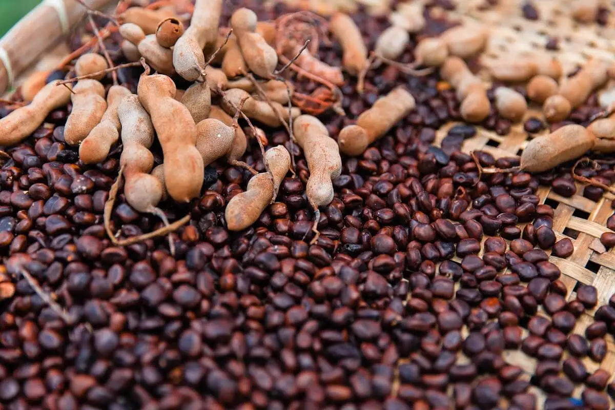 Tamarind seeds.