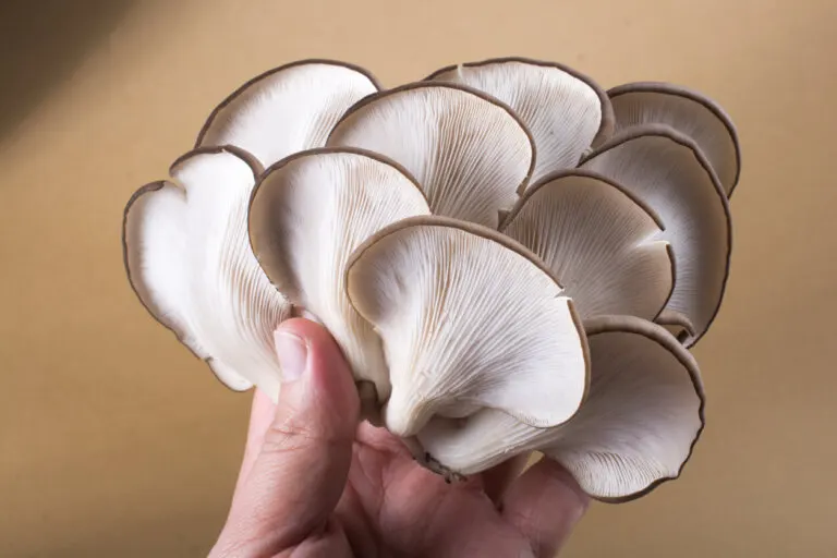 Seta de ostra: nutrientes y beneficios
