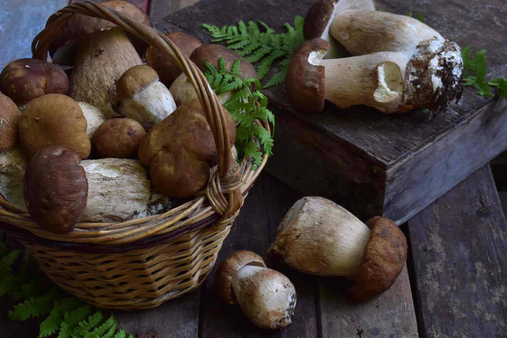 Cosa sono i funghi porcini e come si usano in cucina?