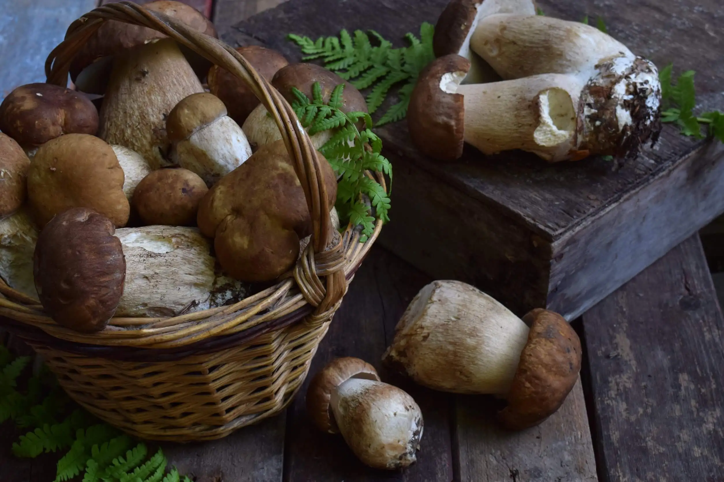 ¿Qué son los hongos porcini y cómo se usan en la cocina?