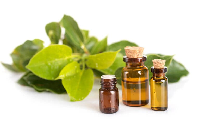 Aceite esencial de ravintsara: ¿cuáles son sus beneficios?