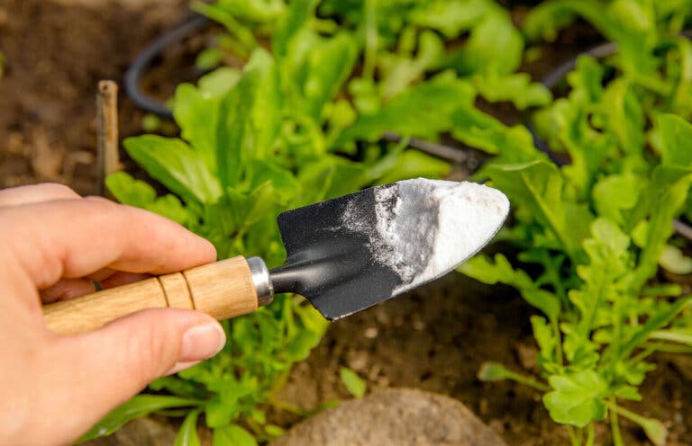 ¿Cuáles son los beneficios del ácido bórico para las plantas?