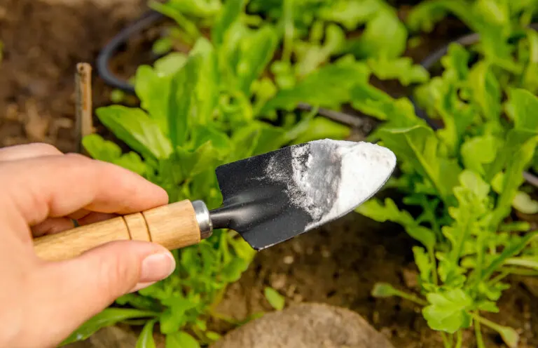 ¿Cuáles son los beneficios del ácido bórico para las plantas?
