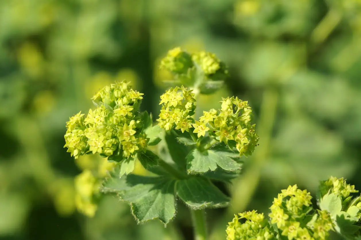 Alchemilla for menstruation symptoms.