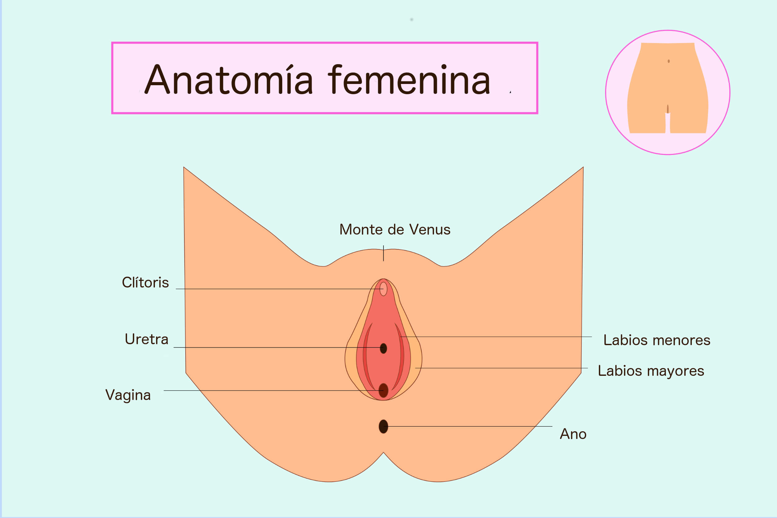 Cáncer de vulva: causas, síntomas y tratamientos