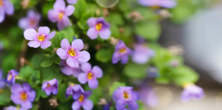 Bacopa, una planta con beneficios para la memoria