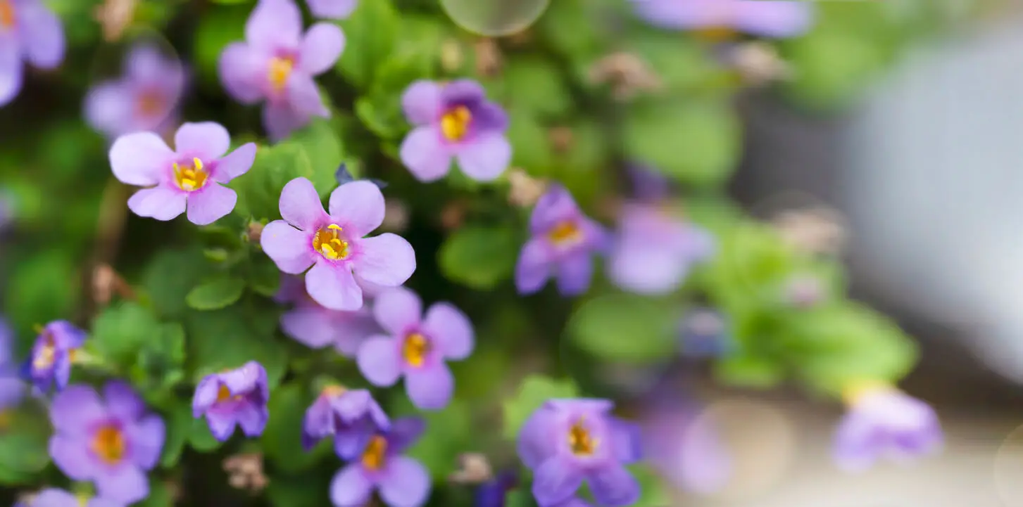 Bacopa monnieri