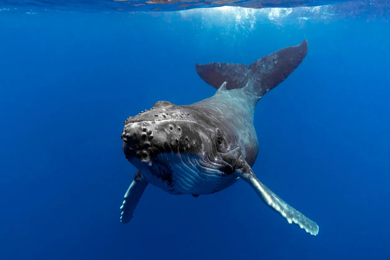 A whale.