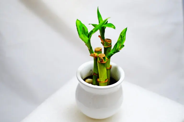 Bambú de la suerte o "lucky bamboo": características y cuidados