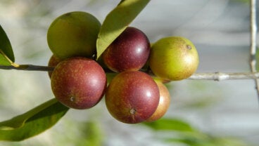 Camu camu: qué es, beneficios y modo de consumo