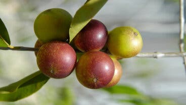 Camu camu: qué es, beneficios y modo de consumo