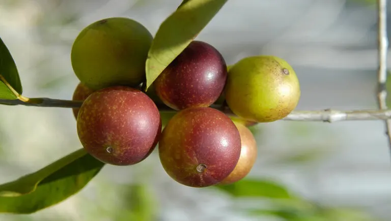 Camu camu: qué es, beneficios y modo de consumo
