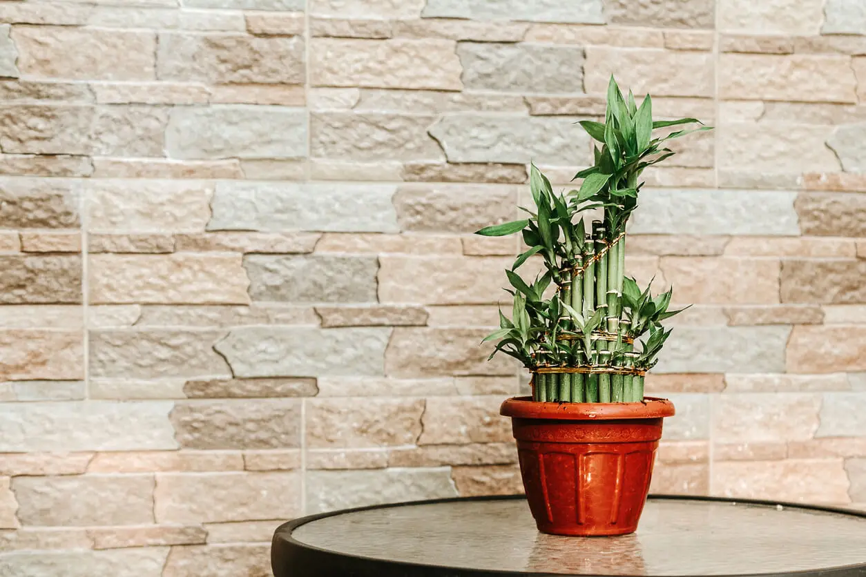 Dracaena sanderiana.