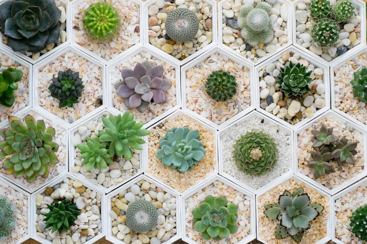Canto rodado para cactus.