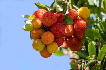 Madroño: valor nutricional, propiedades y beneficios