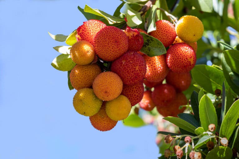 Madroño: valor nutricional, propiedades y beneficios